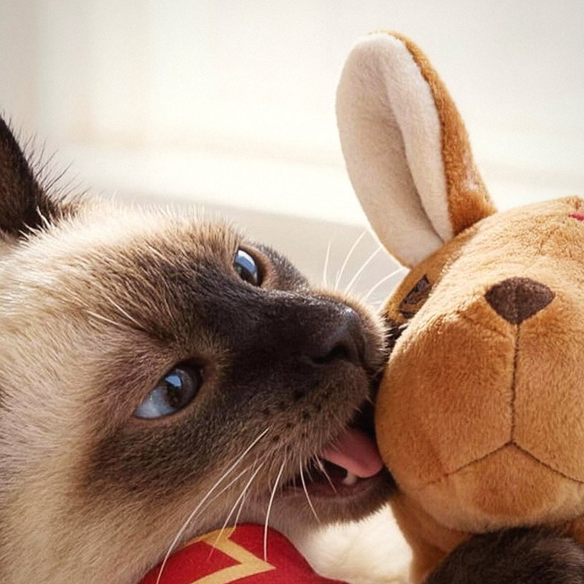 A Siamese cat biting the Roo