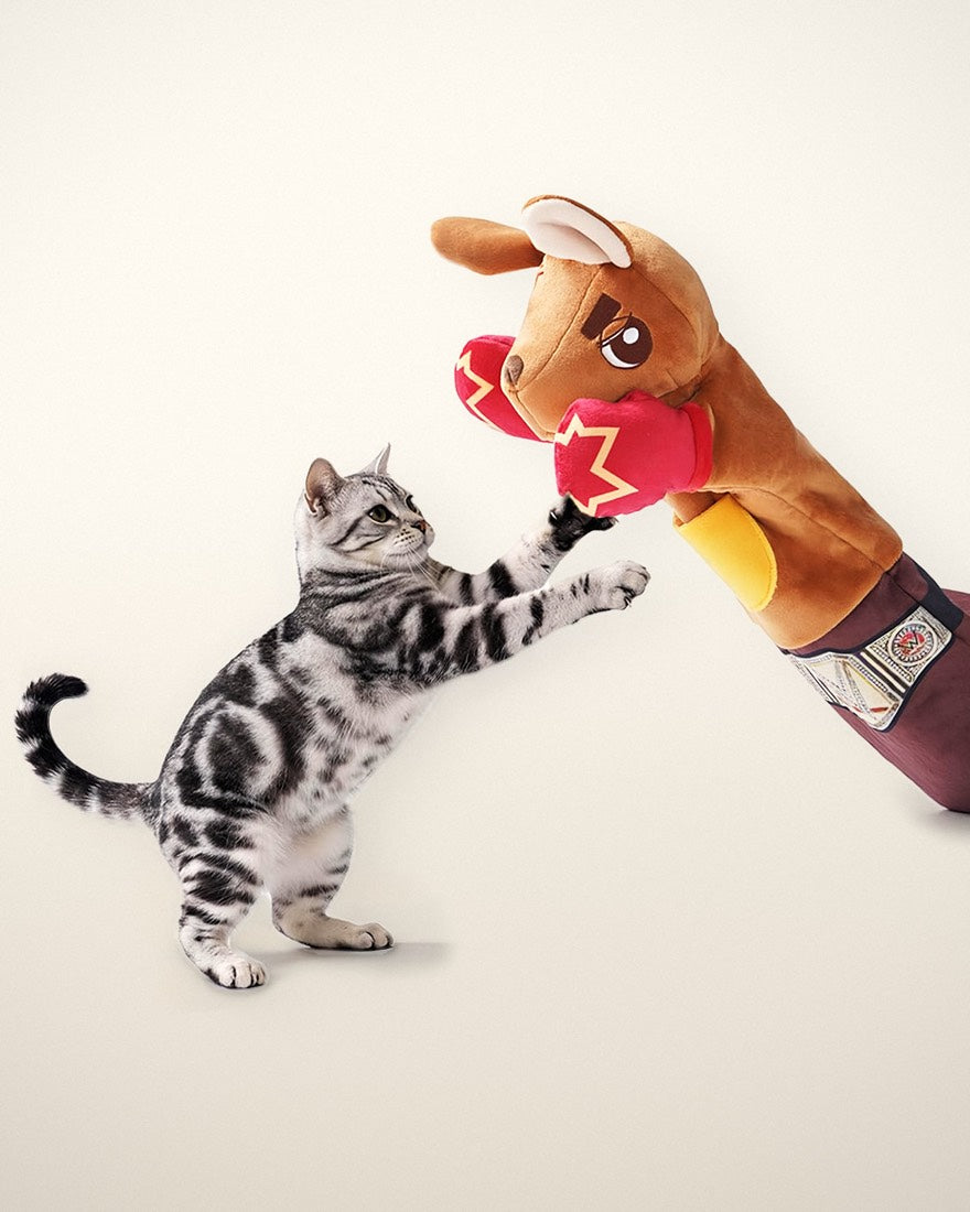 A cat wrestling the Roo