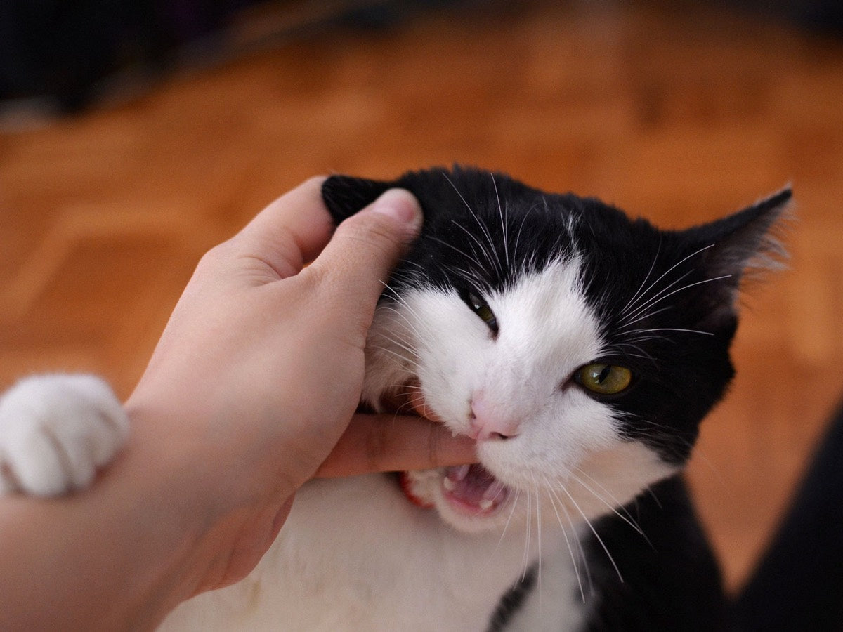 A cat biting a bare hand